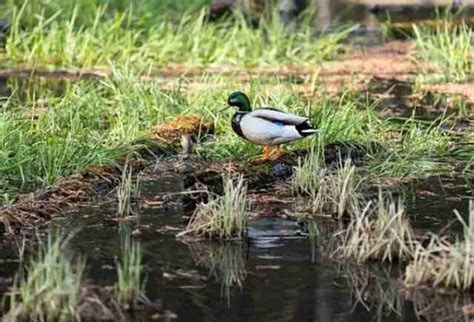 The Importance of Bird Conservation for Biodiversity!