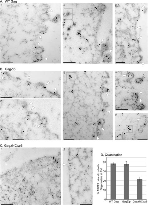 Quantitative Immunogold Double Labeling Demonstrates The Recruitment Of