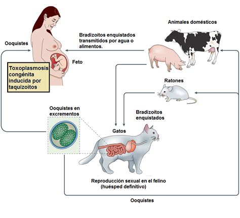 Biologíapuntocom Toxoplasmosis