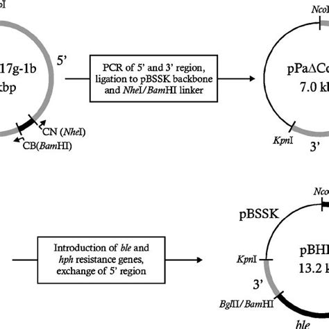 Construction Of Knockout Plasmid Pbhp 9 In The Fi Rst Step Parts Of