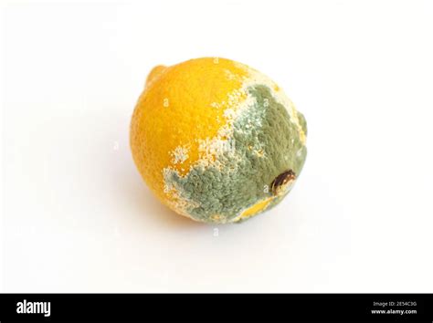 Blue mold on yellow lemon. Spoiled rotting fruit with mold on a white background. Blue-green ...