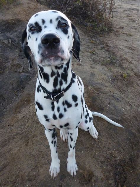 17 Best images about Dalmatian on Pinterest | Kinds of dogs, Liver spot ...