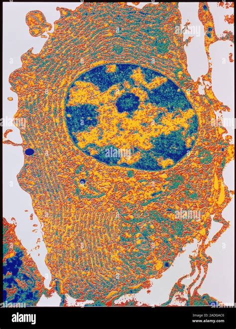 Human Cell Coloured Transmission Electron Micro Graph TEM Of A