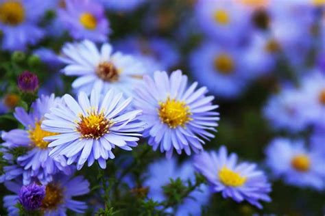 How to Grow and Care for Sky Blue Aster Flowers