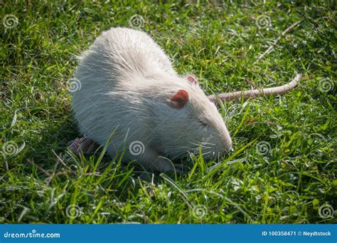 Albino Nutria In The Grass Stock Image Image Of Rodent 100358471