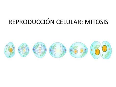 Cu L Es La Importancia De La Mitosis Definici N Y Funciones The