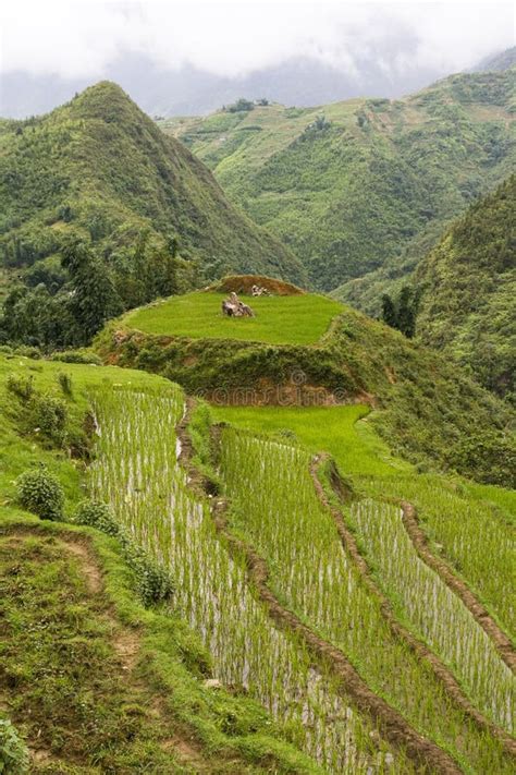 Rice paddy terrace stock image. Image of agriculture - 17252239