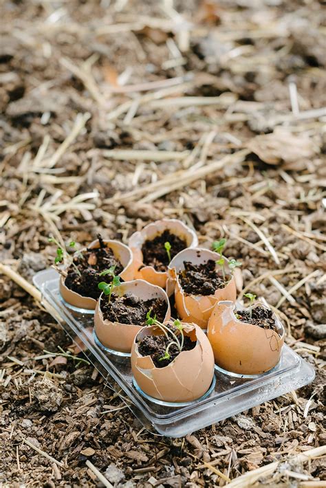 Seedlings In Eggshells A Great Way To Use Left Over Eggshells