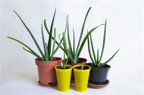 Aloe Vera Propagation - Aloe Vera Plant, Juice, Gel, Uses & Benefits