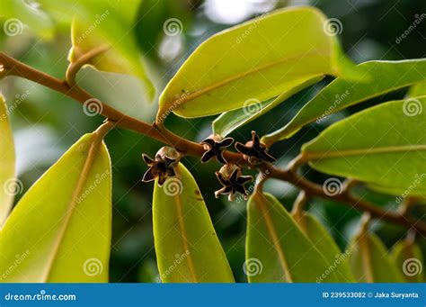 indonesian dark wood ebony diospyros celebica green leaves seeds