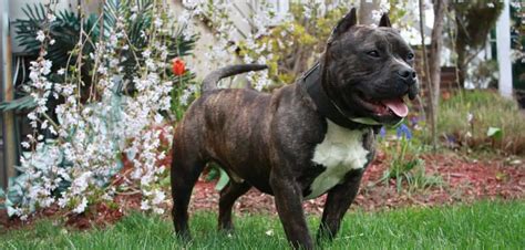 Blue Brindle American Bully: A Complete Guide To This Bully Color - Canines and Pups