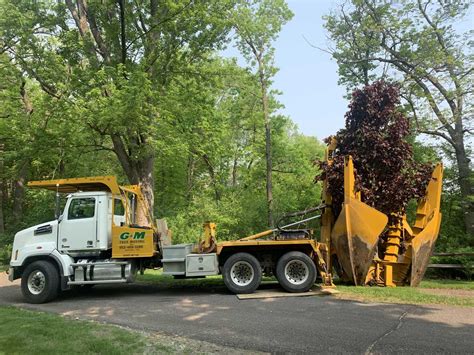 Tree Movers South Metro | G & M Tree Moving | 952.469.3288