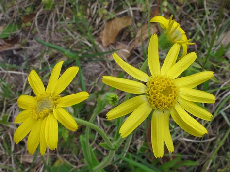 Arnica Acaulis Liberty County Florida 1 Alan Cressler Flickr