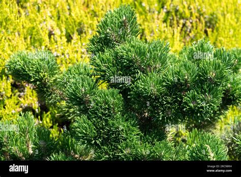 Pinus uncinata "Jacobsen", Low, Dwarf, Pine, Conifer, Tree Stock Photo ...