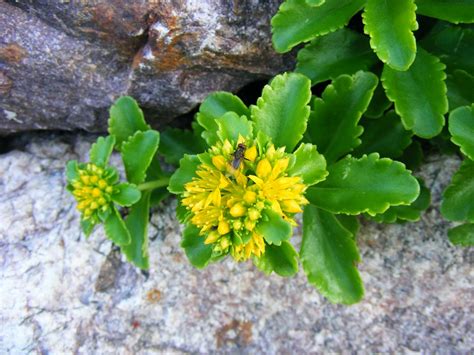 Urban Oasis Sedum Khamtschaticum Another Heirloom Sedum