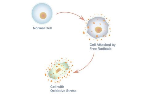 What Is Oxidative Stress Causes And Treatment Illumination