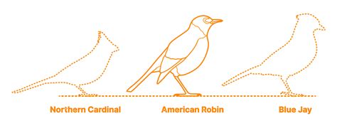 American Robin (Turdus migratorius) Dimensions & Drawings | Dimensions.com