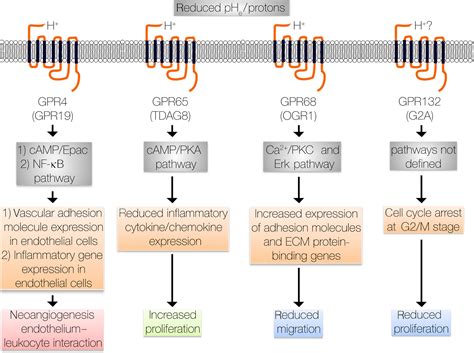 Proton‐sensing G Protein‐coupled Receptors As Regulators Of Cell Proliferation And Migration