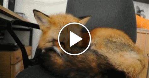 Лисичка | Пикабу