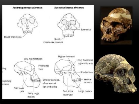 Australopithecines