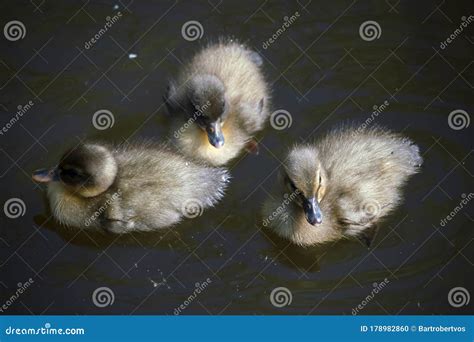 Fluffy ducklings in a pond stock photo. Image of isolated - 178982860