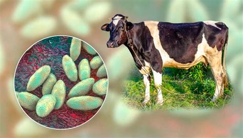 La Brucelosis Bovina Una Enfermedad Que Afecta La Industria Ganadera