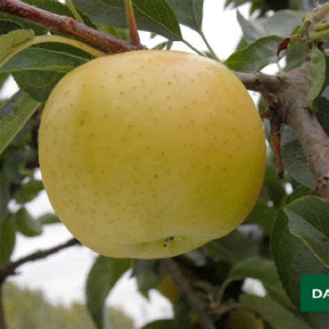 Nos Pommes Verger Des Familles