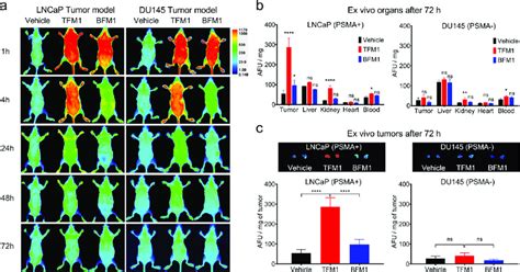 In Vivo Fluorescence Imaging And Ex Vivo Biodistribution And Tumor