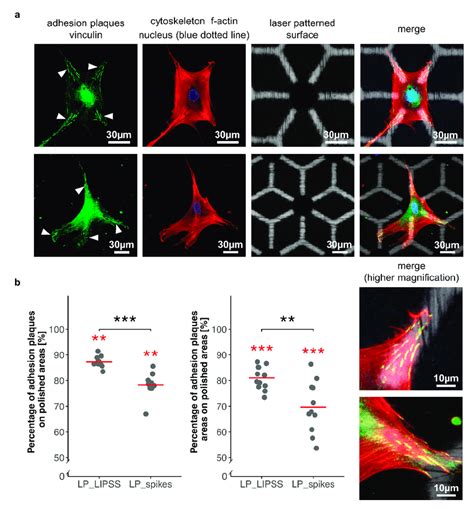 Quantification of focal adhesion repartition between polished areas and ... 