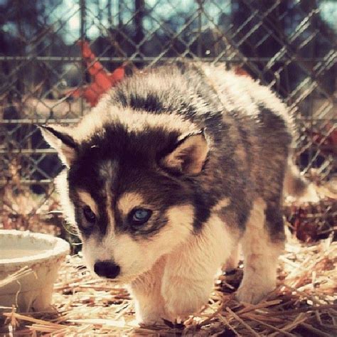 Chiot pomsky a vendre chaton chien à donner