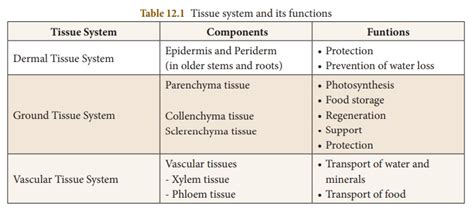 Tissue system - three types | Anatomy and Plant Physiology