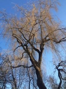 Willow Tree Pruning - Cohen & Master Trees