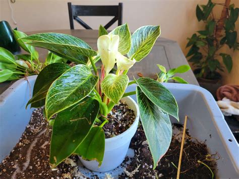 Repotting Philodendron Step By Step Guide With Pictures