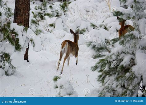 Running White Tailed Deer in the Snow Stock Image - Image of cold ...