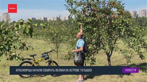 Красноярцы начали собирать яблоки на о.Татышев - YouTube
