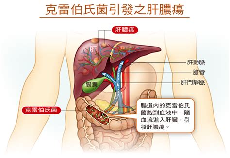 好心肝會刊 肝基會