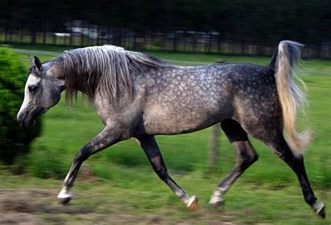 1000+ images about Dapple Grey Ref on Pinterest | Spanish, Arabian ...