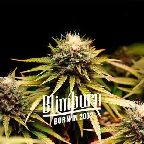 Mimosa F1 Strain 20 Thc Buy Cannabis Seeds