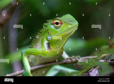 Common green forest lizard (Calotes calotes), Kottawa Rain Forest ...