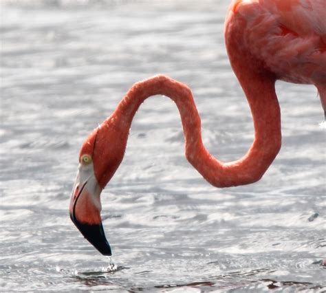 Ebird Checklist Sep Iola St Overlook Port St Joe Species