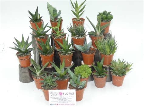 20 Assorted Aloe Vera Plants In 5 5cm Pots Ideal For T Etsy