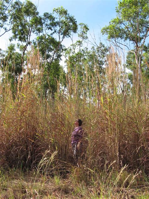 Northern Territory Community Group Welcomes Labor’s 9 8 Million Commitment To Curbing Dangerous