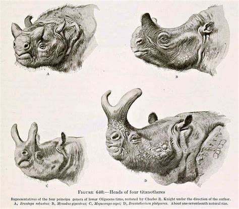 Brontotheres The Thunder Beasts Of North America Facts About These