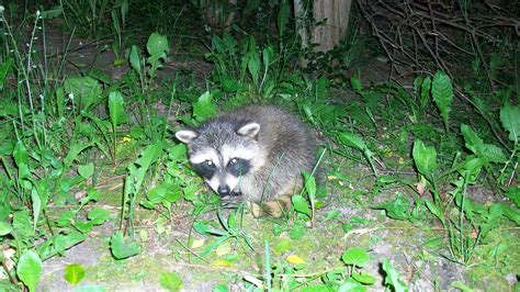 Raccoon Rochester Ny Eviction Nuisance Wildlife Control