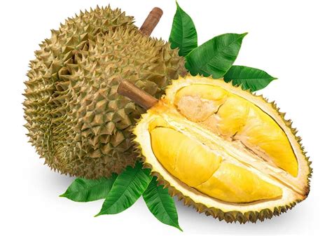 Frozen Durian Fresh Durian From Vietnam Premium Quality And Best Price