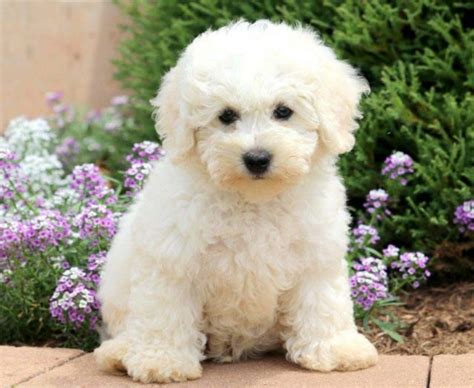 Bichon Mix Puppies for Sale - Keystone Puppies