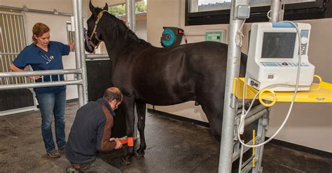 The Advantages of Standing Surgery in Horses