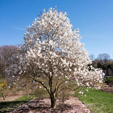 Magnolia stellata 'Royal Star' (Royal Star Magnolia) — Ted Collins Tree ...