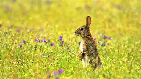 Biología Y Características De Las Especie Conejo Wwf