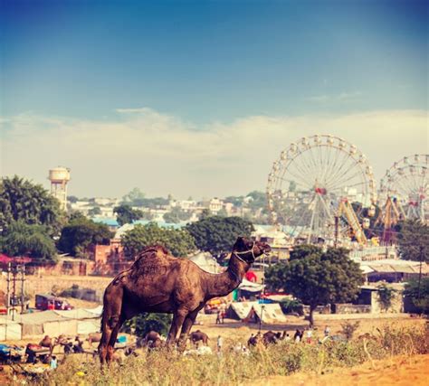 Premium Photo | Camels at pushkar mela pushkar camel fair india